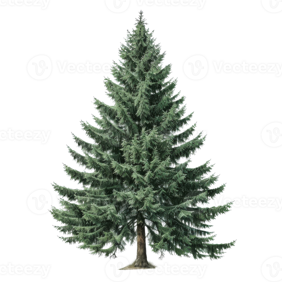 Pine Tree with Green Foliage and Detailed Branches png
