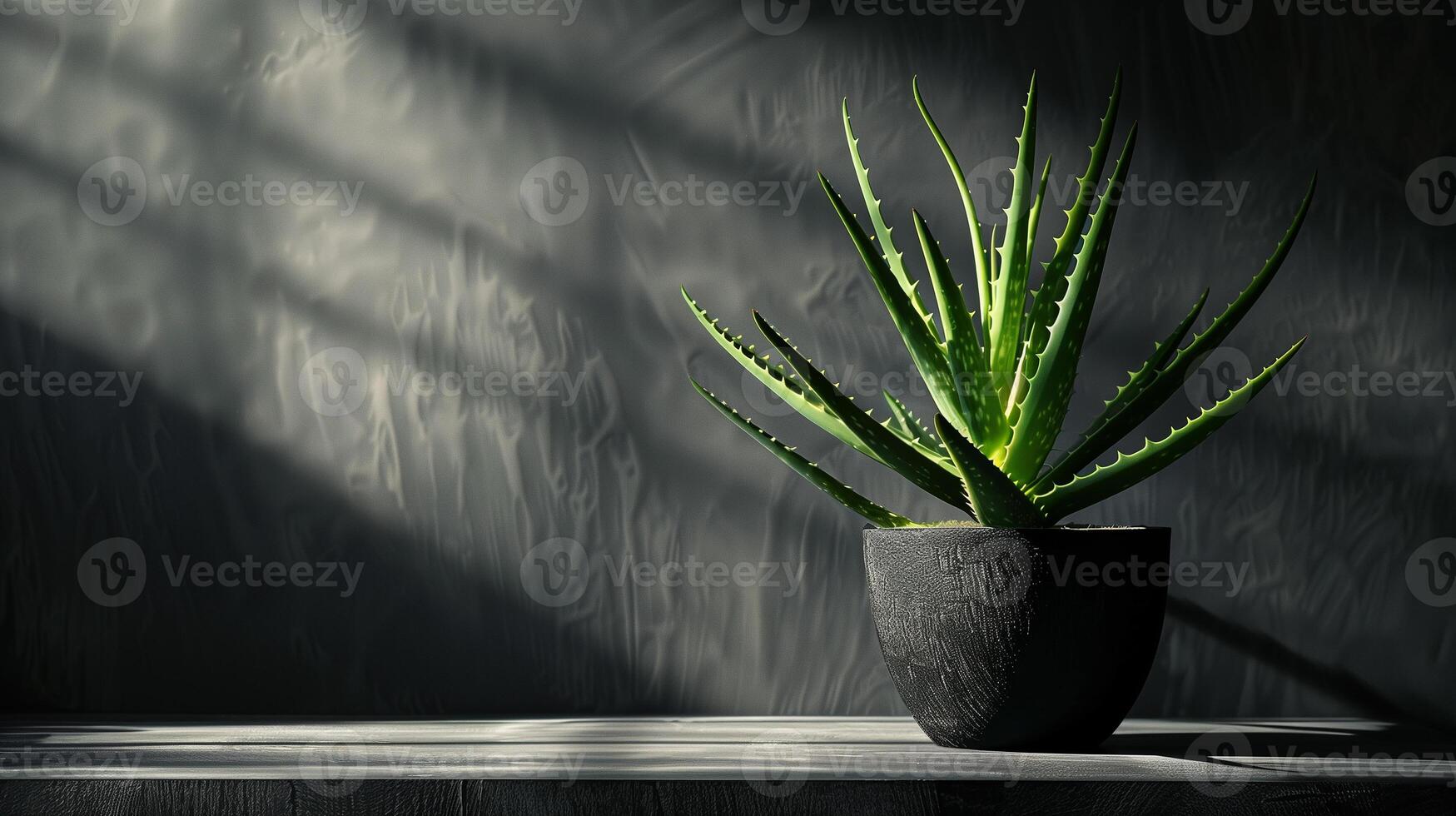A striking portrayal of an Aloe Vera plant, accentuated by dramatic interplay of shadows and light, set against a textured backdrop, showcasing the plant's vibrant green tones and intricate details photo