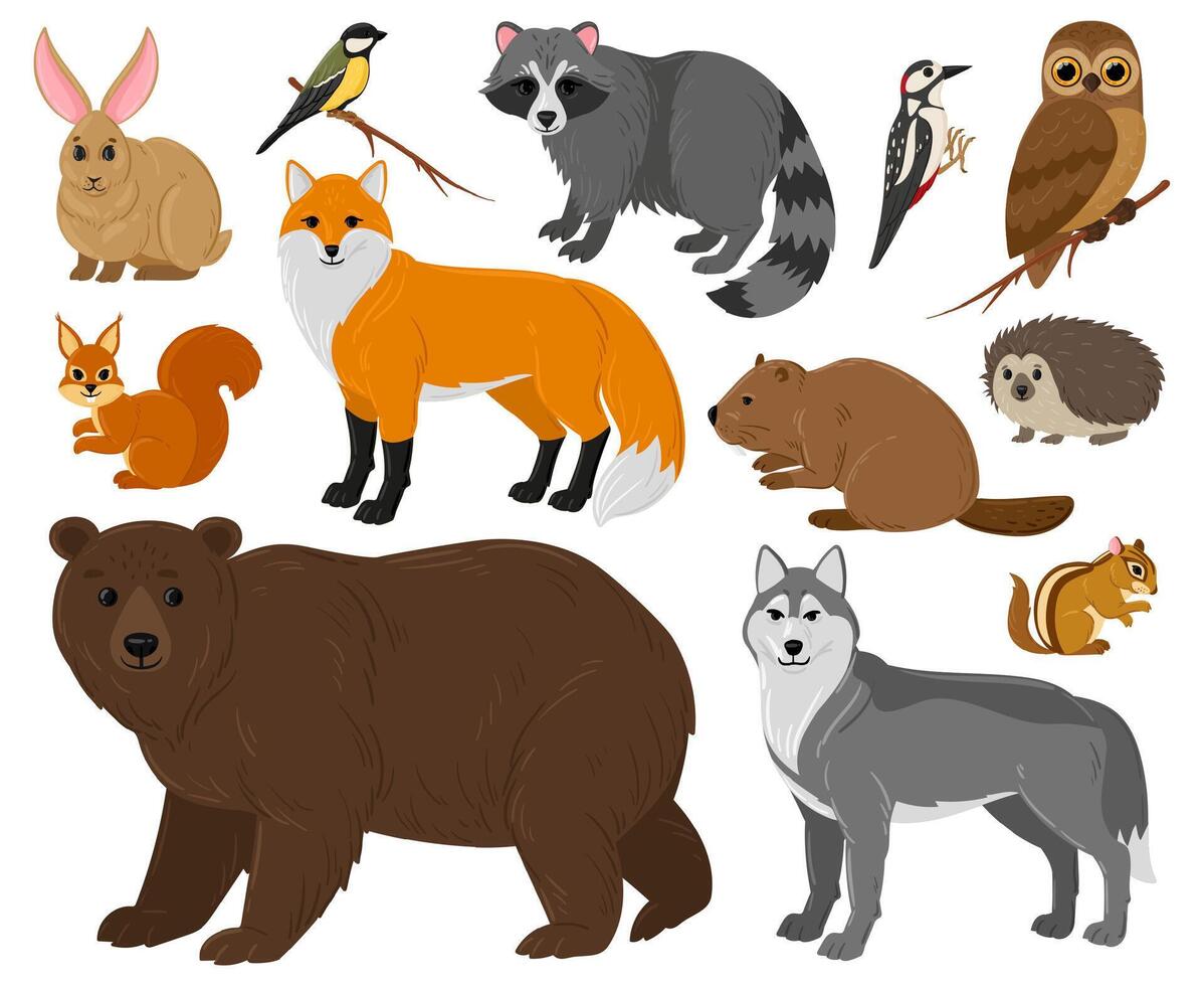 Cartoon forest animals, owl, bear, fox, raccoon and squirrel. Woodland wild animals and birds isolated illustration set. Woods wildlife fauna vector