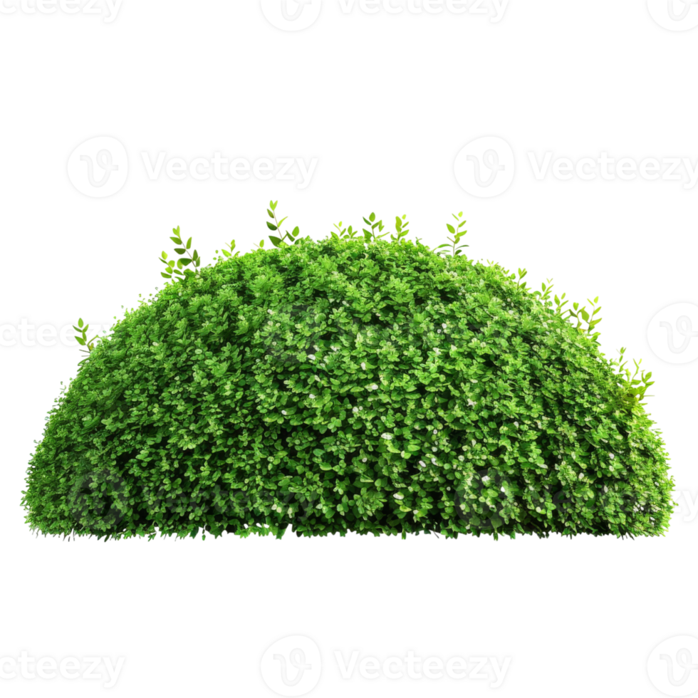 Dense Green Bush in a Neat Rounded Shape png