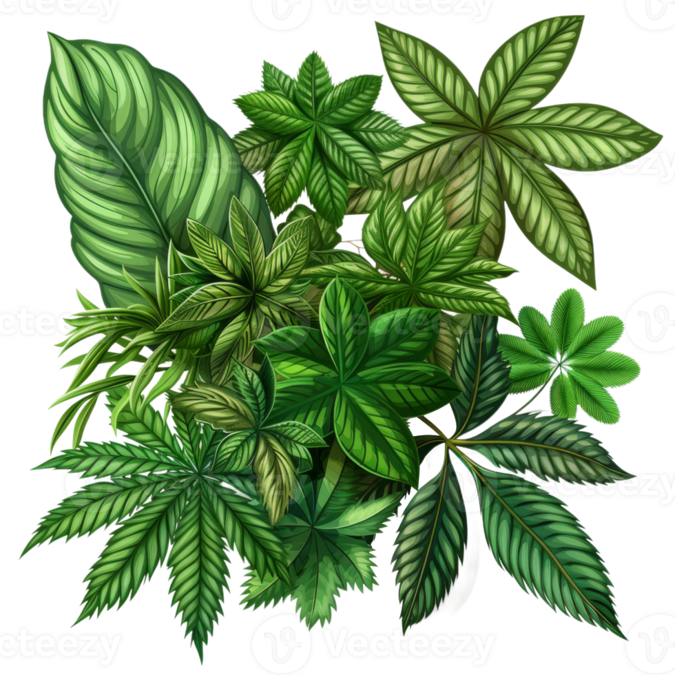 Various Green Leaves and Foliage in a Natural Arrangement png