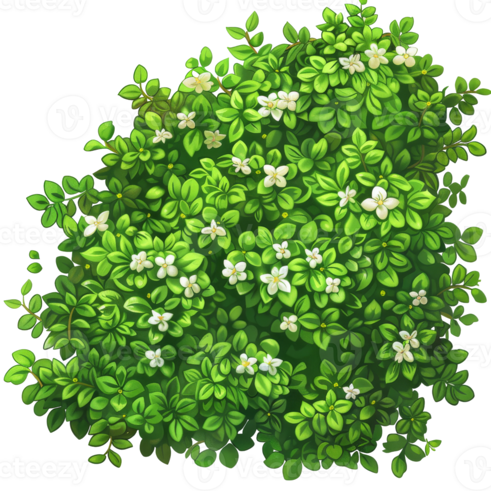 Dense Green Bush with White Flowers png