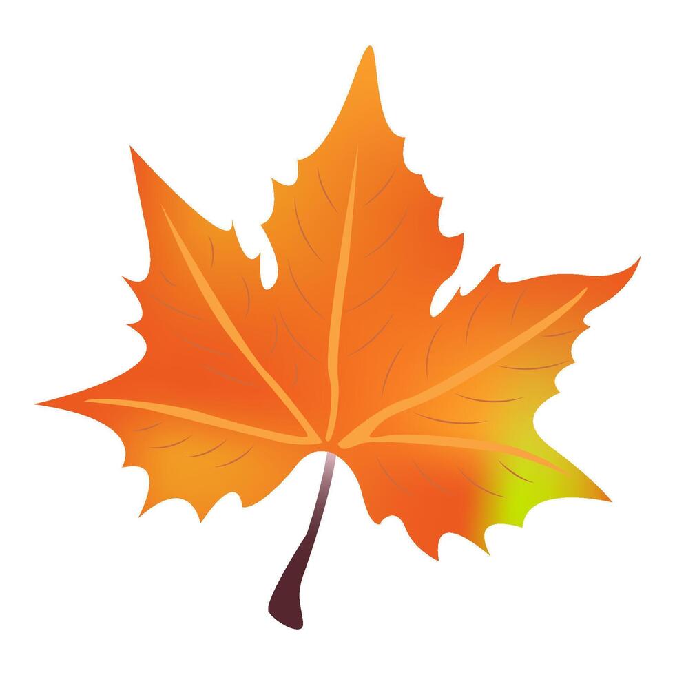 Autumn leaf maple isolated element on white background. illustration. Sign colorful design for decoration Yellow and green orange gradient vector