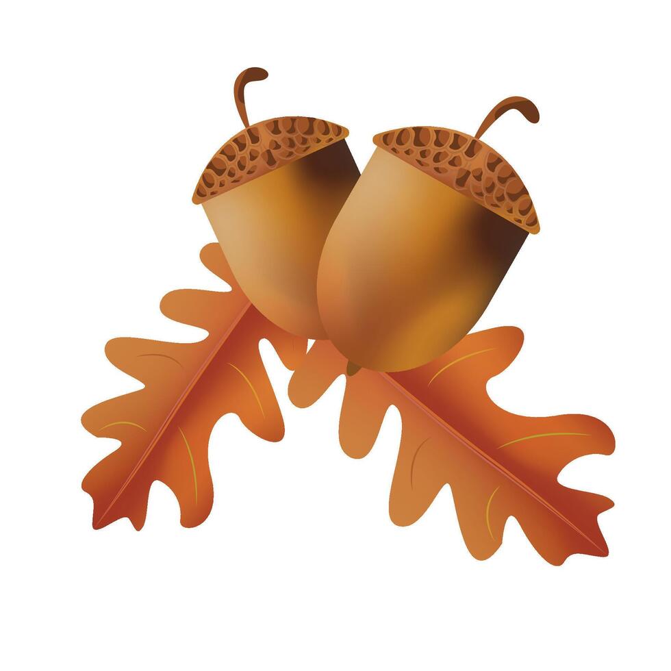 Two acorns, Yellow oak leaf on a branch. Isolated elements on white background. Casual nut. Forest motive, design For cards, stickers, websites, books. vector
