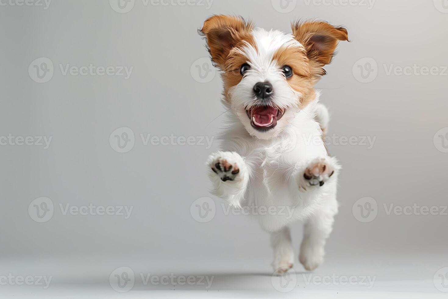 A joyful dog jumping in mid-air with a grey background. The puppy's face is expressive, showing excitement and happiness. photo