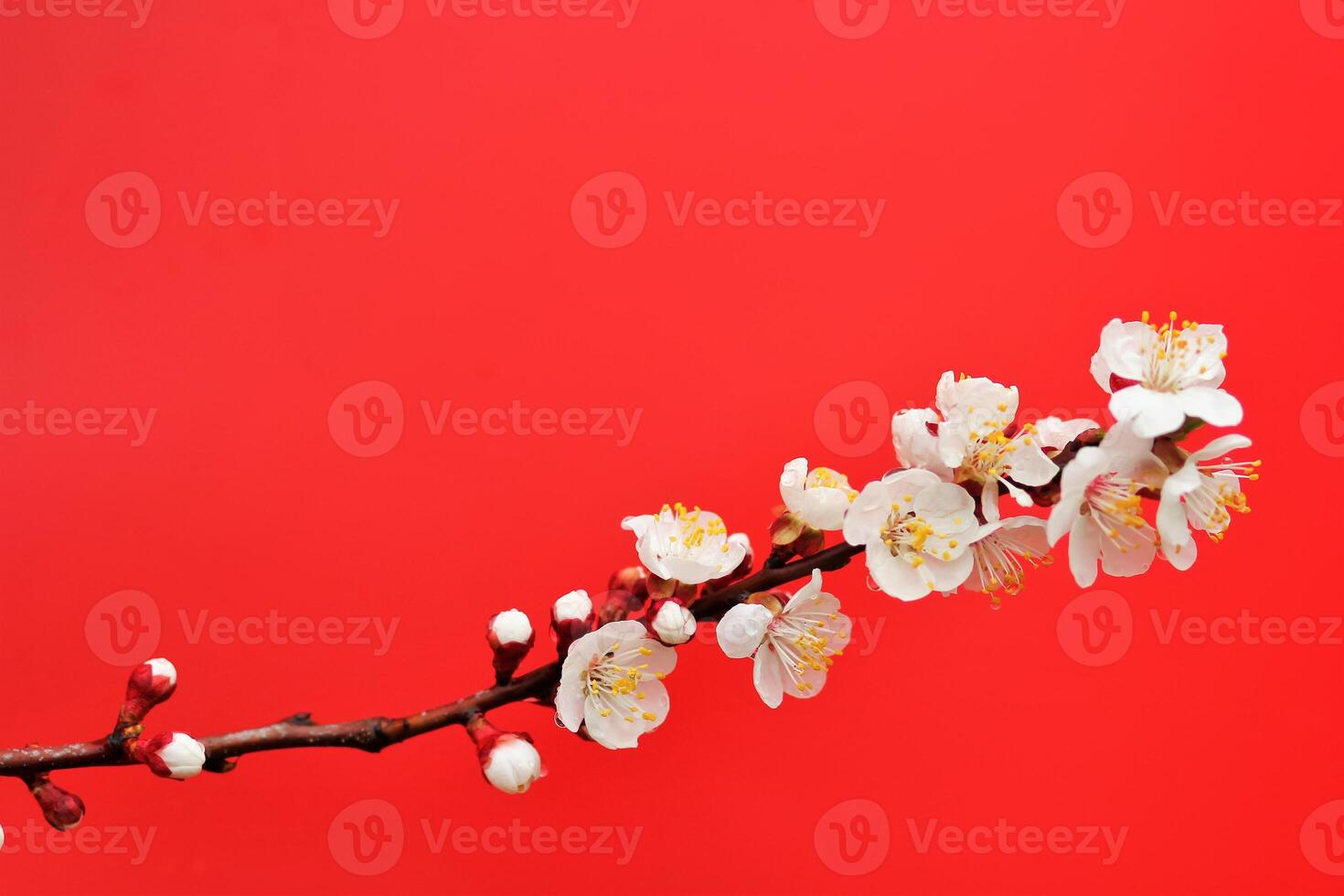 A branch of cherry blossom tree isolated on red with negative space photo