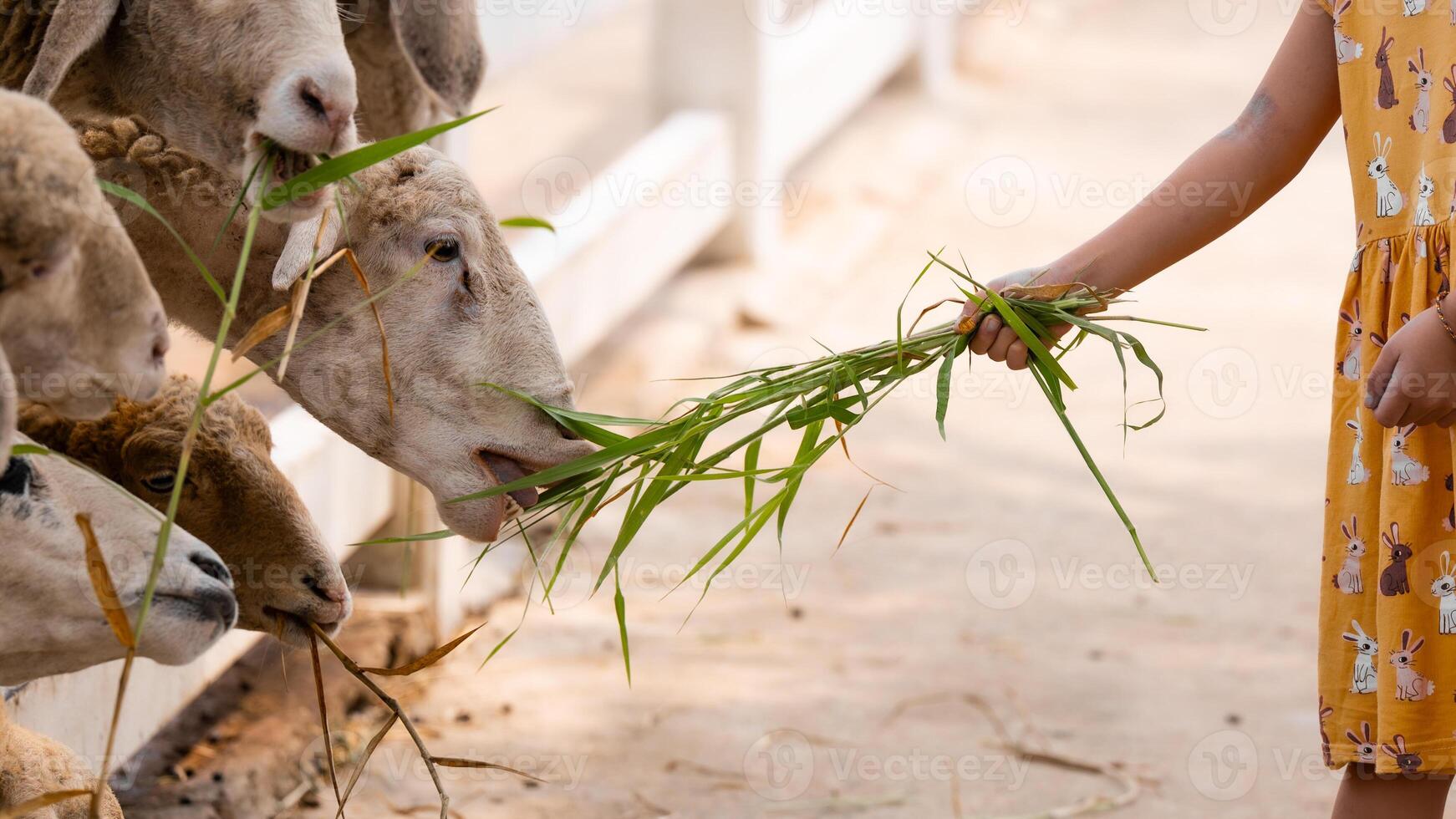 A flock of sheep eating the grass that the child brought with gusto, close up of raising animals on a farm, leisure activity, nature heals the human spirit, child's hand holding grass to feed to lambs photo