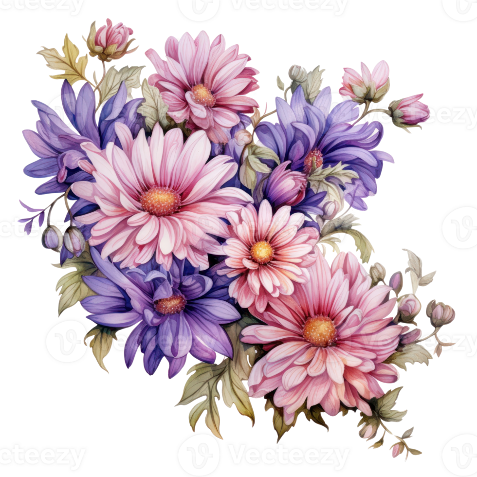 Aster, isolated on transparent background png