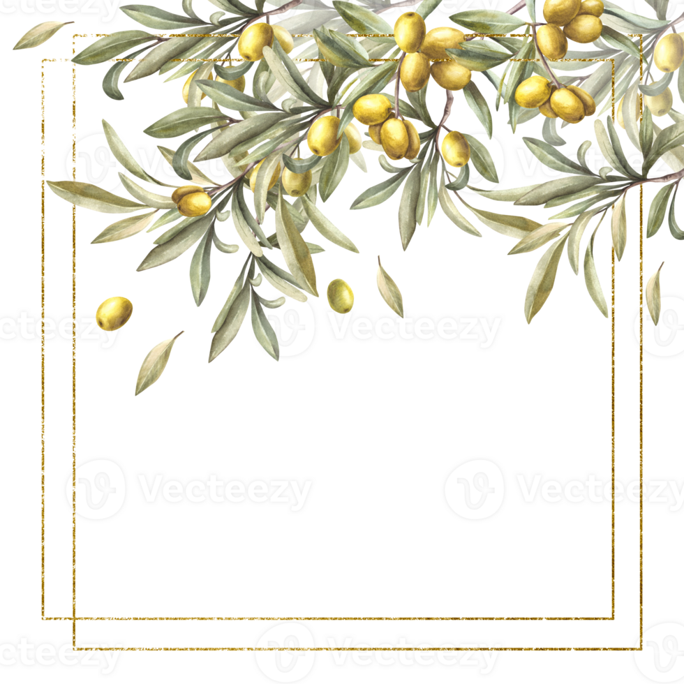 Olive tree branch gold framed. Watercolor twig with green leaves and berries. Floral template frame hand drawn illustration. Trendy clipart for cosmetic label, wedding card. Isolated background. png
