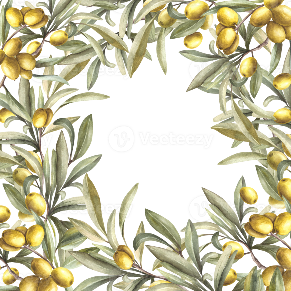 Olive tree branches. Watercolor plant with green leaves and fruit berries. Frame or banner template Hand drawn illustration. Botanical clipart for food cosmetic label, card. Isolated background. png