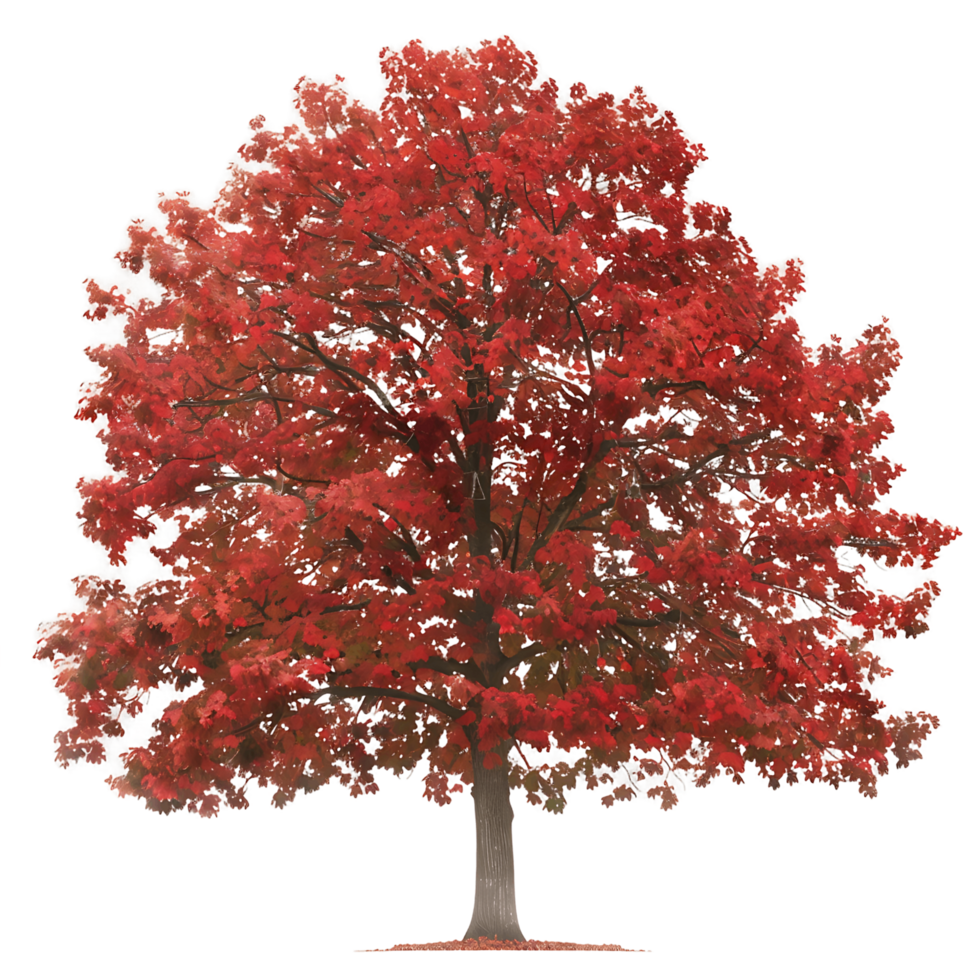 Red Oak Isolated on Clear Background png