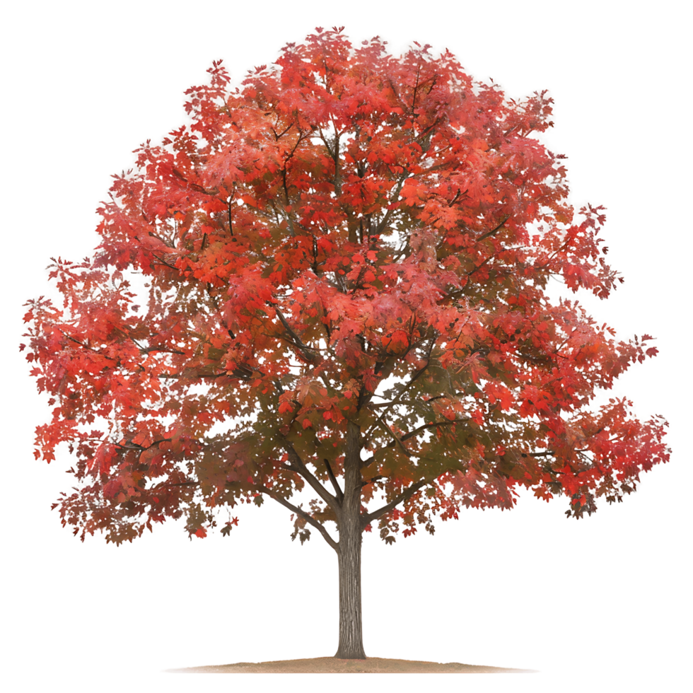 Red Oak Tree with Transparent Background png
