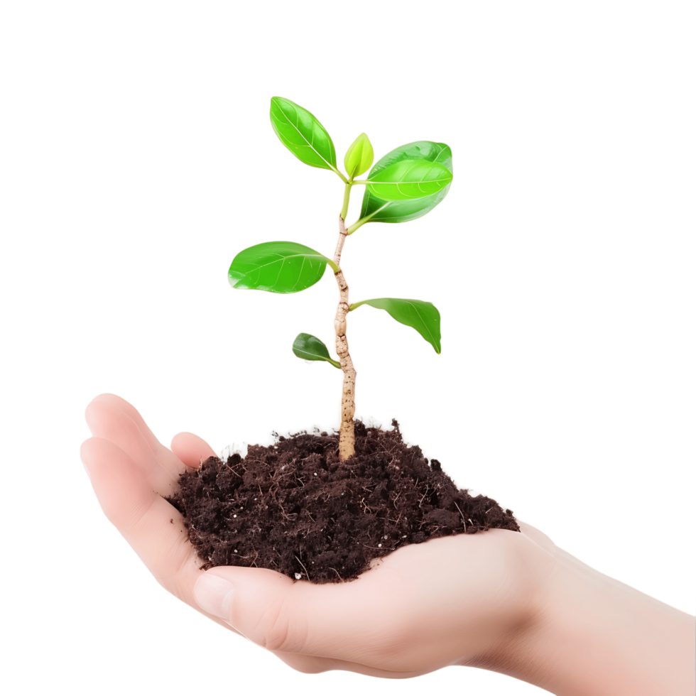 Plant in Hand with Clear Background png