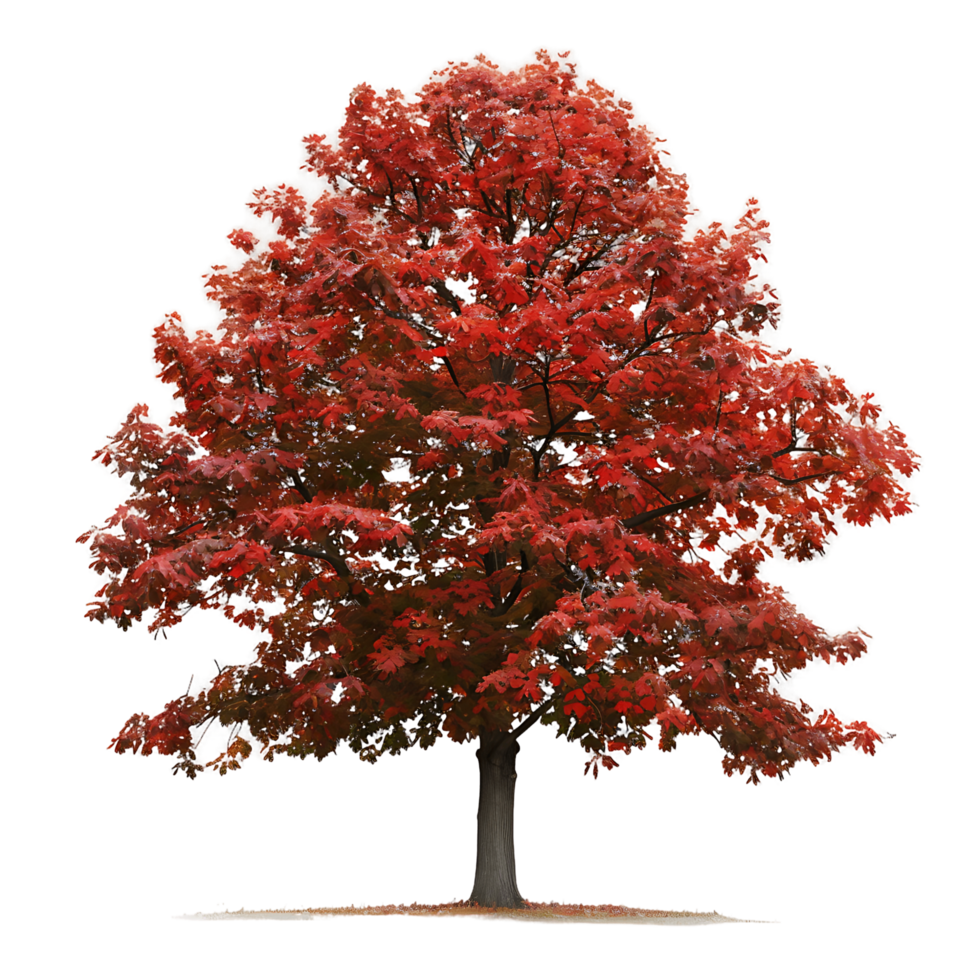 Red Oak Tree Isolated on Transparent Cutout png