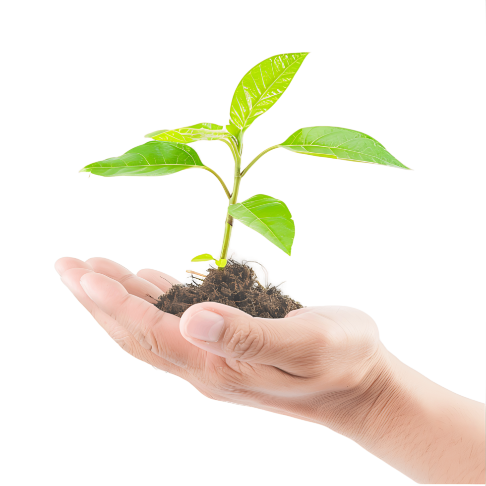 Plant in Open Hand Isolated on Clear Background png