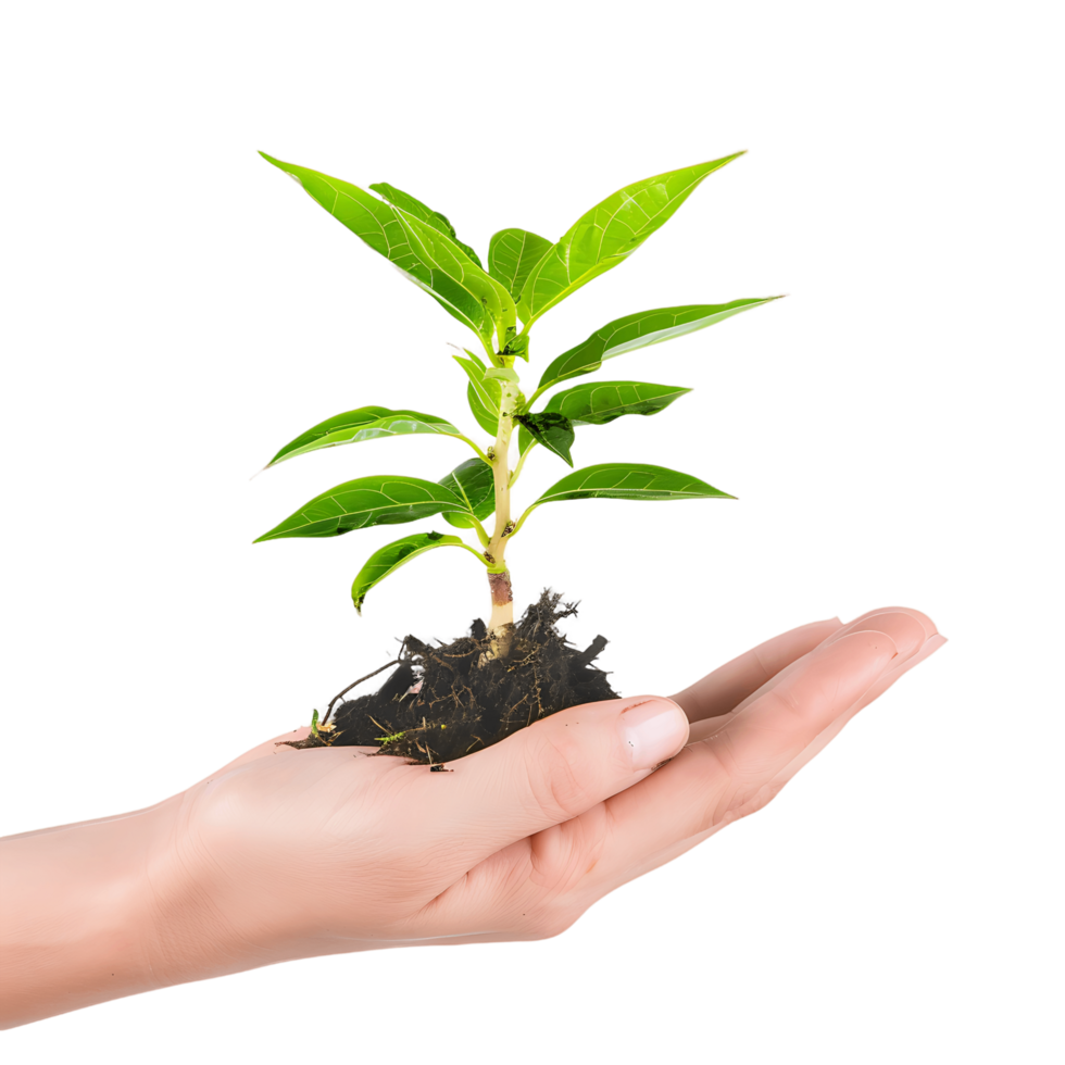 Plant in Human Hand Cutout png