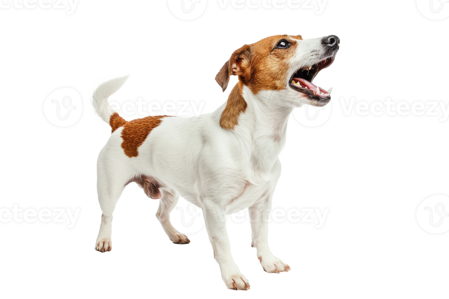 Aggressive Dog Barking with Bared Teeth png