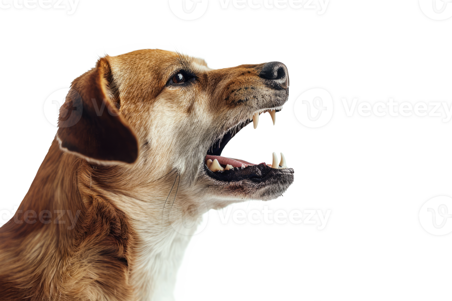 Aggressive Dog Barking with Bared Teeth png