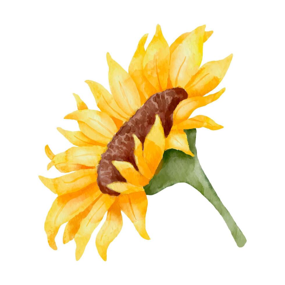 Watercolor sunflower. Colorful botanical hand drawn flower illustration isolated on white vector