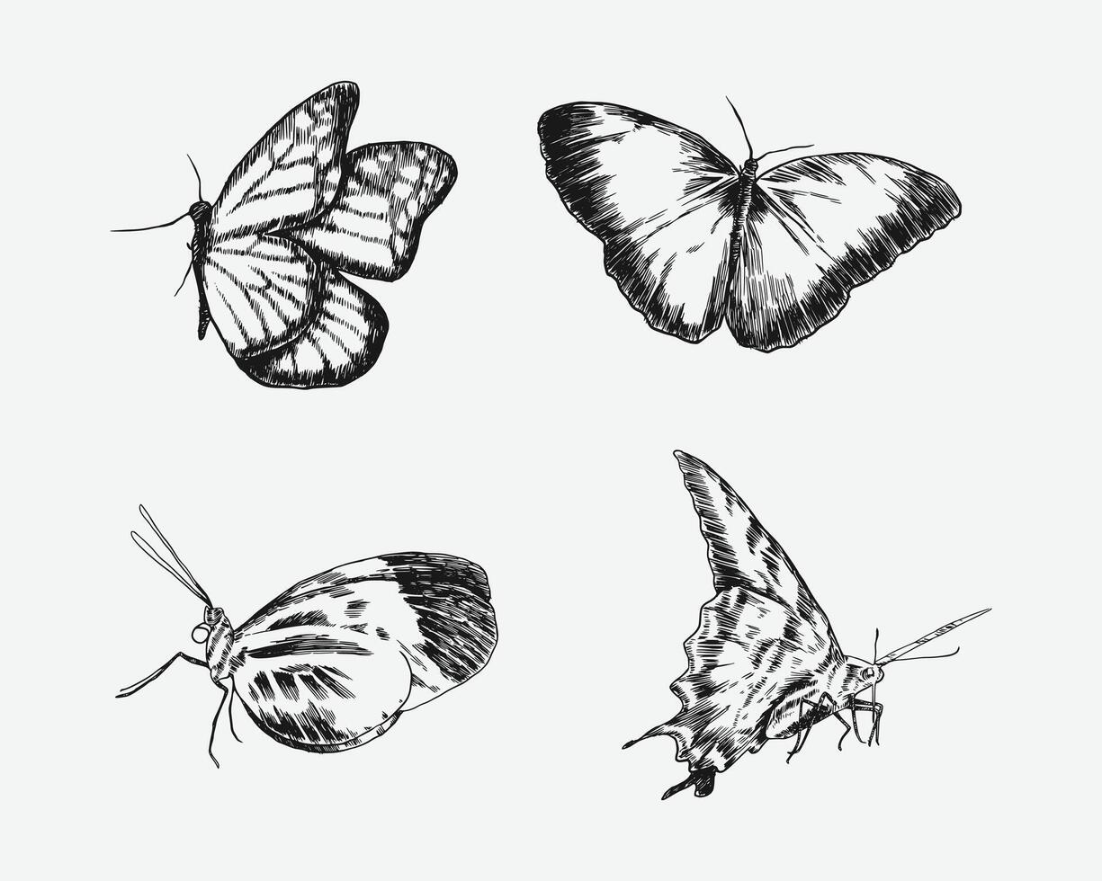 Set of butterflies with engraving drawing style. isolated background. graphic illustration. vector