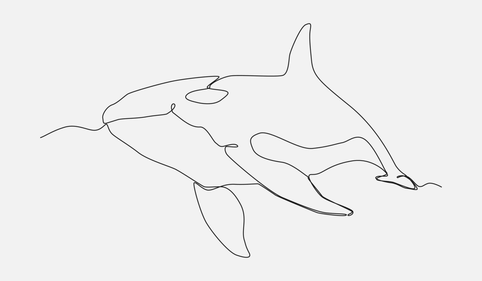 orca or killer whale in continuous one line drawing style. editable stroke. graphic illustration. vector