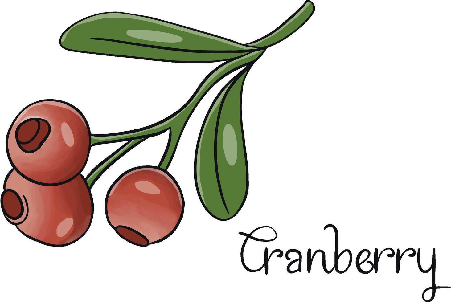 the red canberry vector