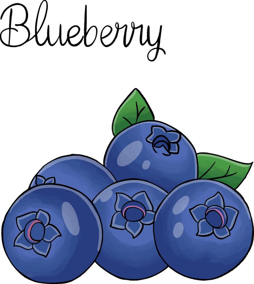 the sweet blueberry vector