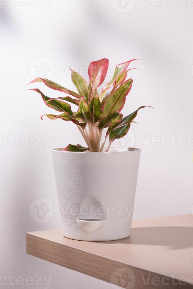 Variegated red chinese evergreen in a white pot on a shelf. photo