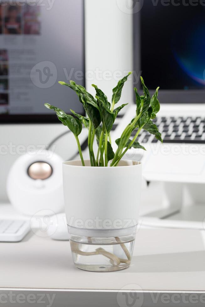 Epipremnum Aureum shangri la in a white self-watering pot, showcasing a blend of design and functionality. photo
