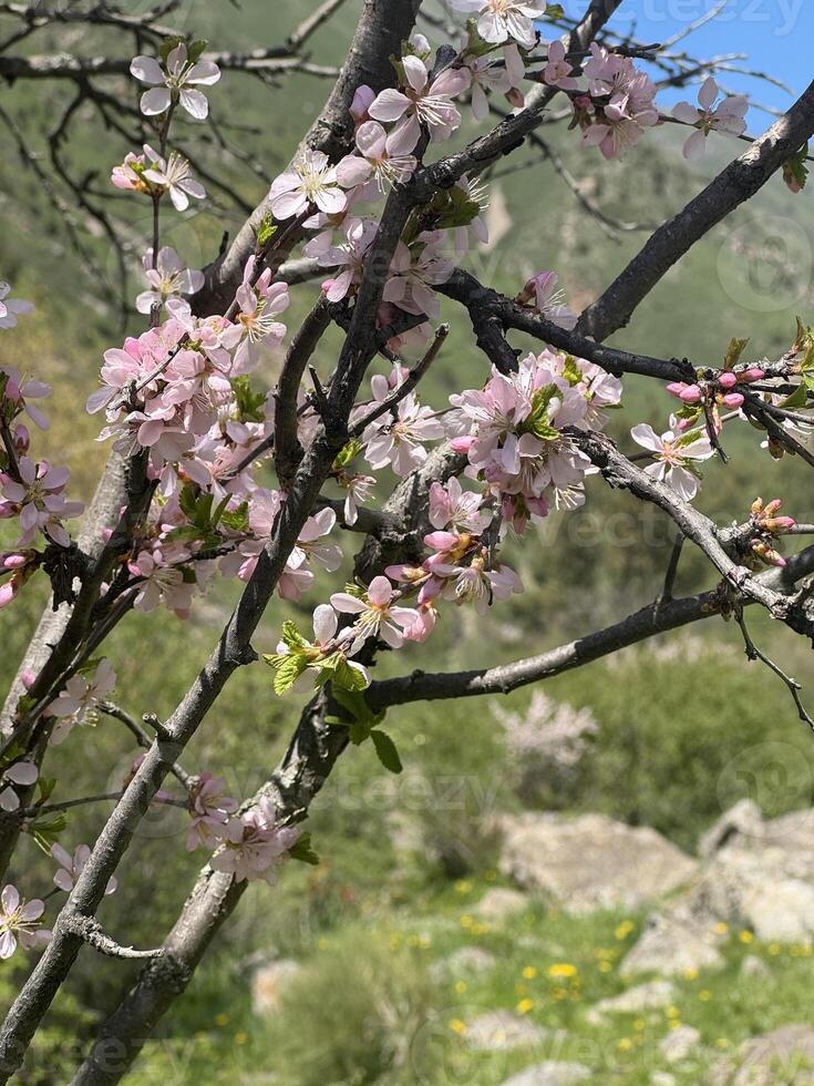 Sakura blossom. Early spring. Mountains of Kyrgyzstan. Beautiful sunny day in the mountains. Blue sky with clouds. A tourist route. Beautiful view of the mountains. Central Asia, Kyrgyzstan. photo