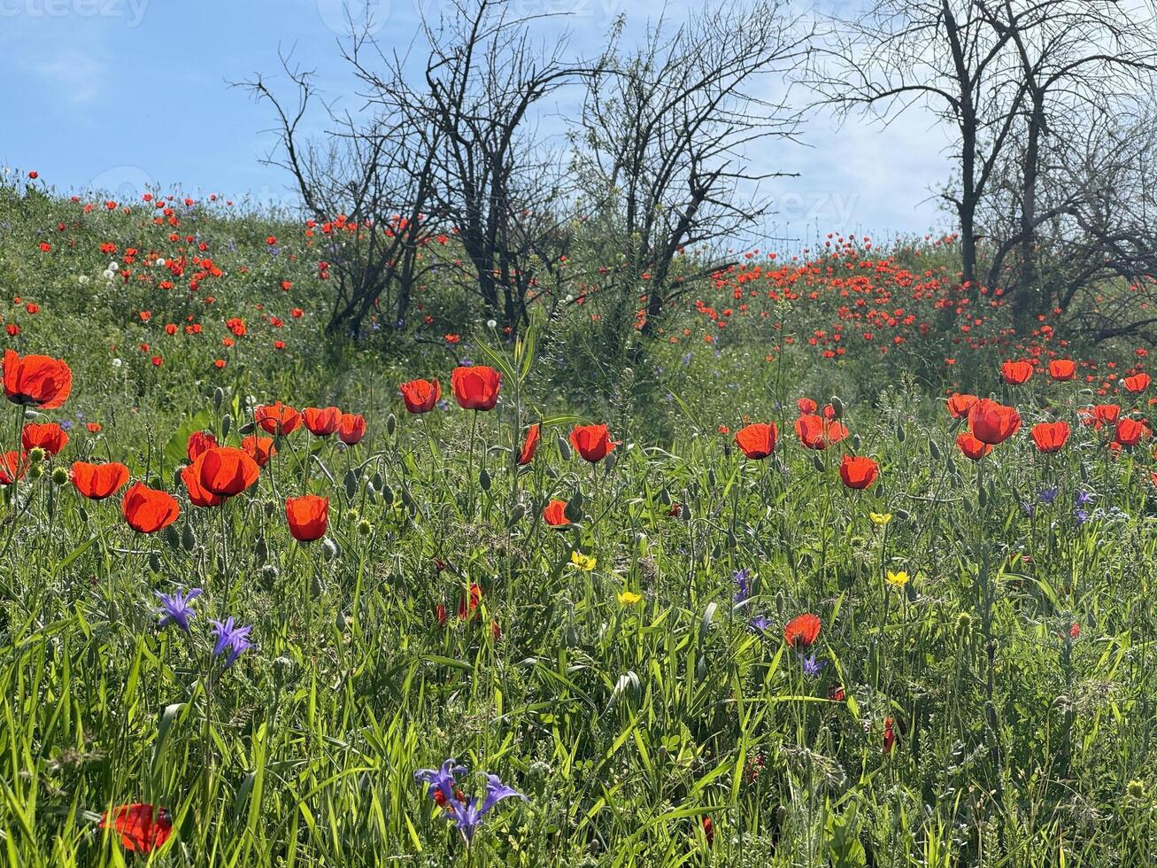 Red poppy flowers in a meadow against a background of blue sky and white clouds. Summer landscape with red poppies. Kyrgyzstan. photo