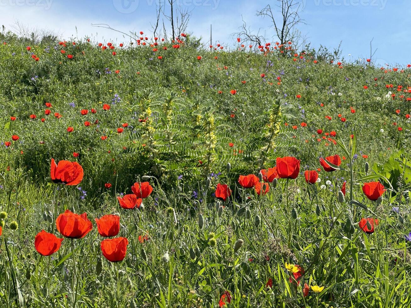 Red poppy flowers in a meadow against a background of blue sky and white clouds. Summer landscape with red poppies. Kyrgyzstan. photo