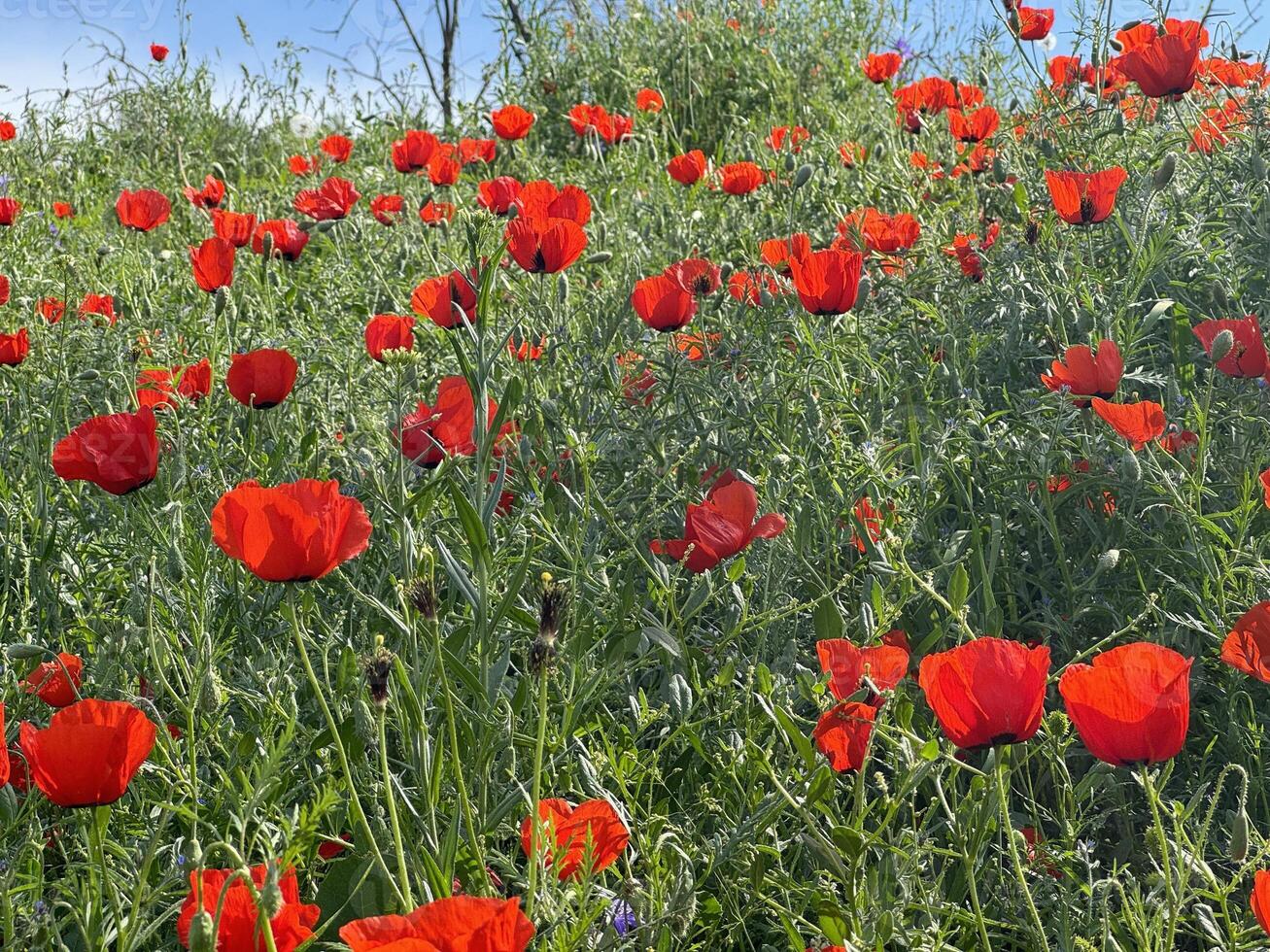 Red poppy flowers in a meadow against a background of blue sky and white clouds. Summer landscape with red poppies. Kyrgyzstan. photo