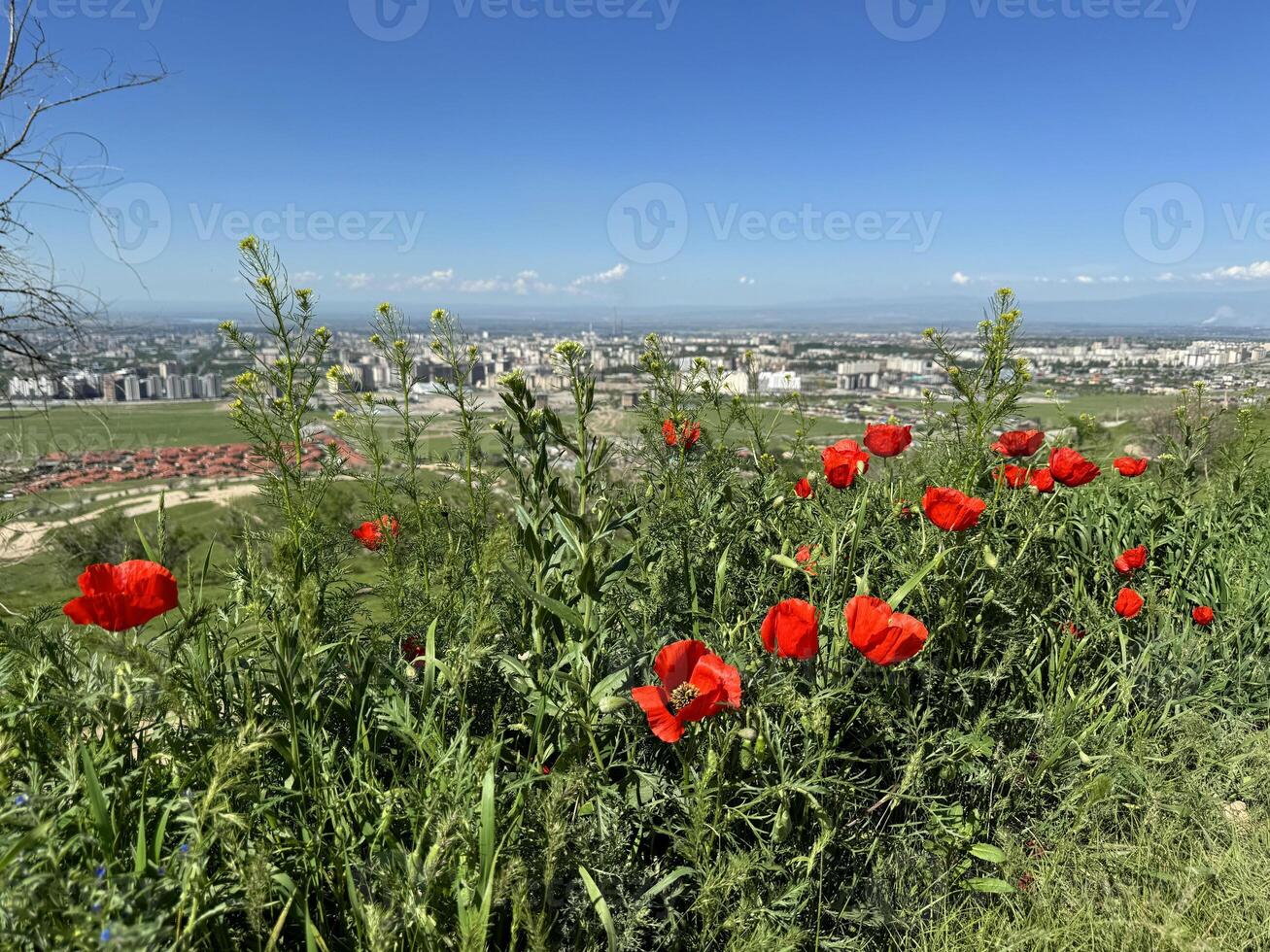 Red poppy flowers in a meadow against a background of blue sky and white clouds. Summer landscape with red poppies. Kyrgyzstan. photo