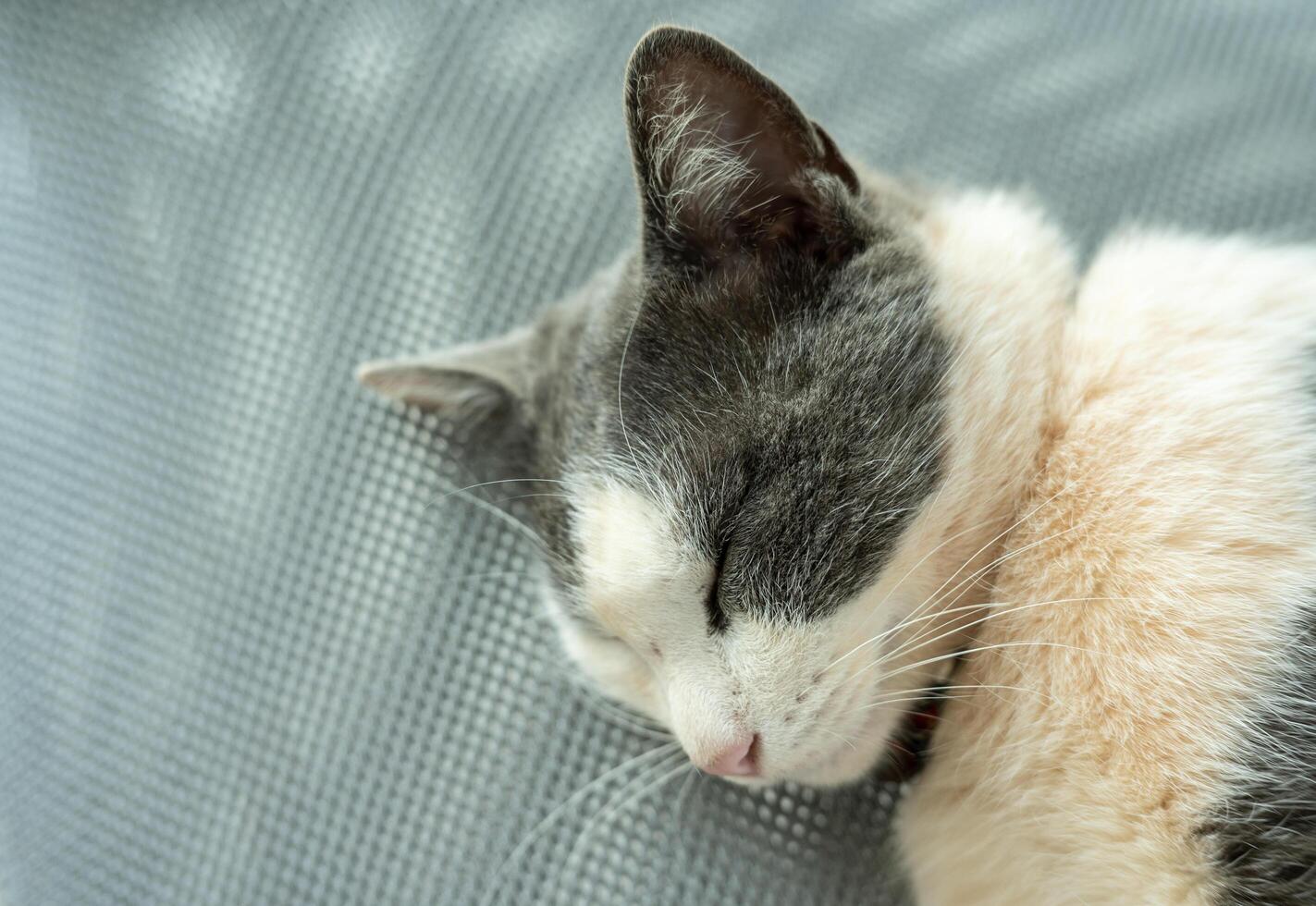 Headshot of cute cat sleeping on the chair. Cats are relatively low maintenance compared to dogs which need companionship, walking, training etc. photo