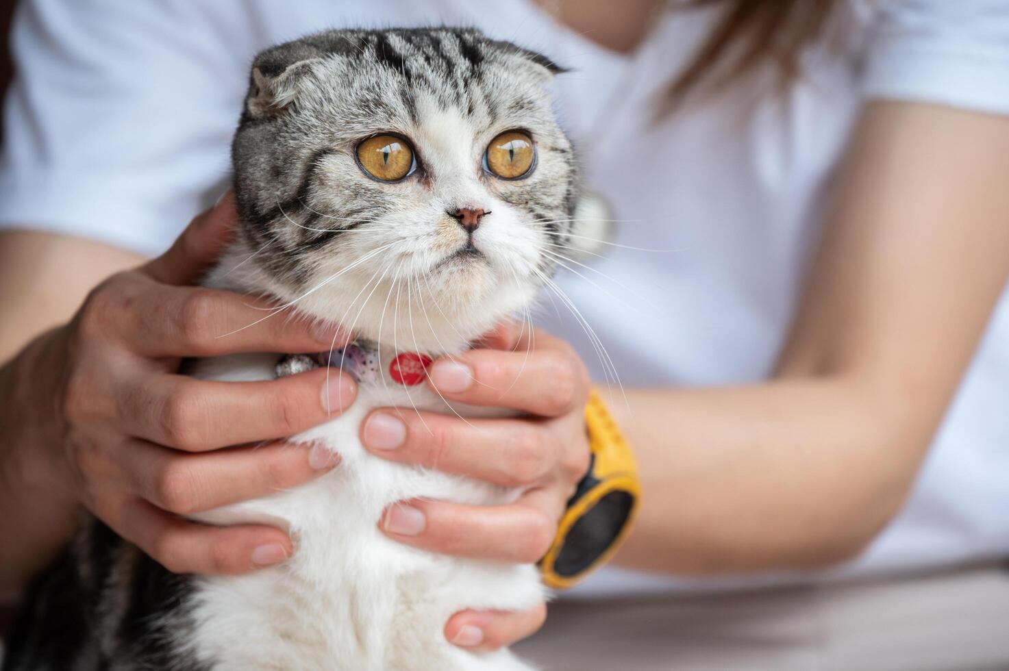 Cropped shot of woman playing with her Scottish Fold cat. The Scottish Fold is a rare feline breed. It originated when a naturally occuring mutant cat was born in Scotland. photo