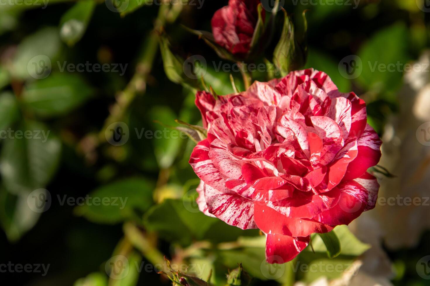 Red white roses. Bush in the garden. Rosebud. Summer flower petals. Rose in nature. Branch and leaves. photo