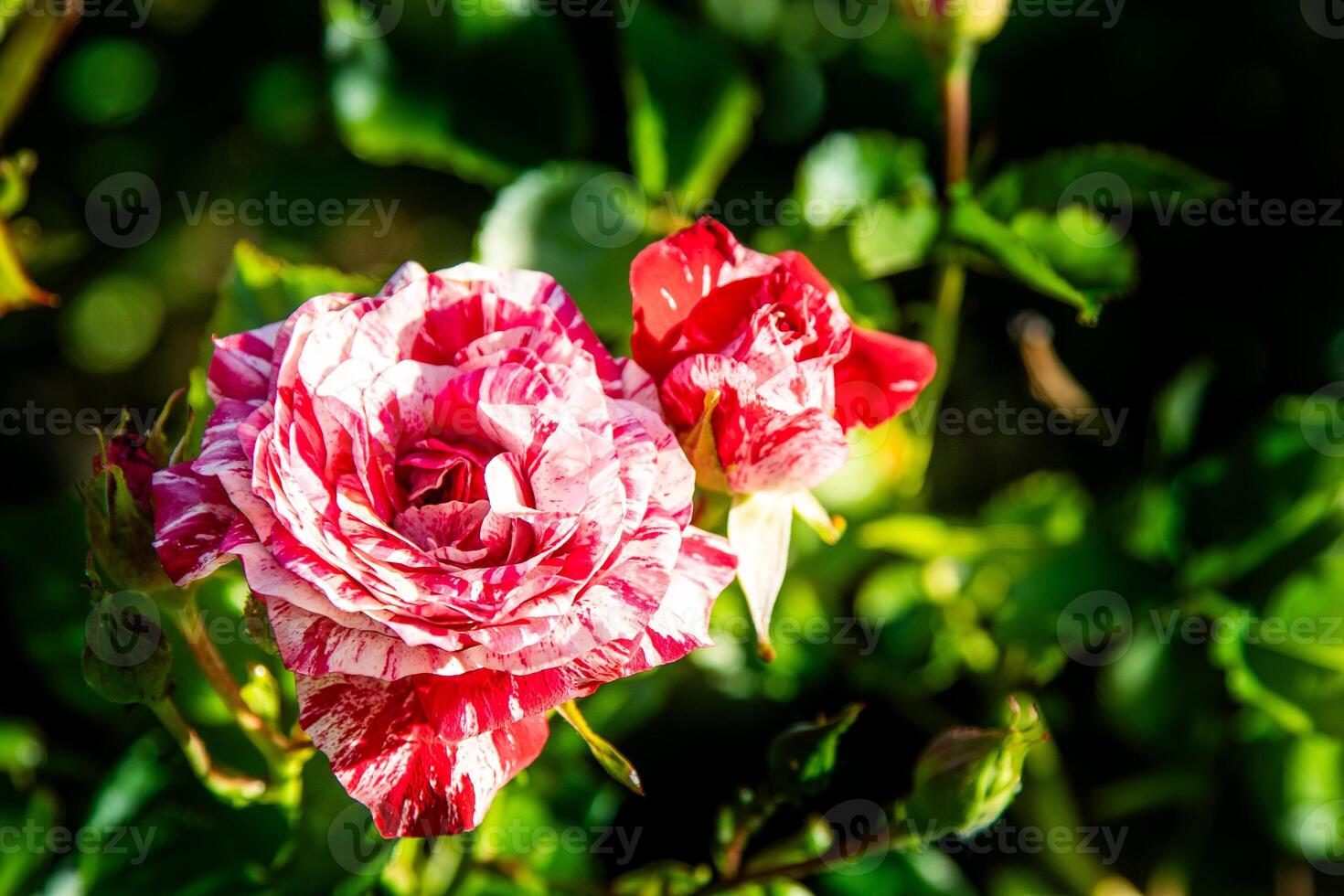 Red white roses. Bush in the garden. Rosebud. Summer flower petals. Rose in nature. Branch and leaves. photo