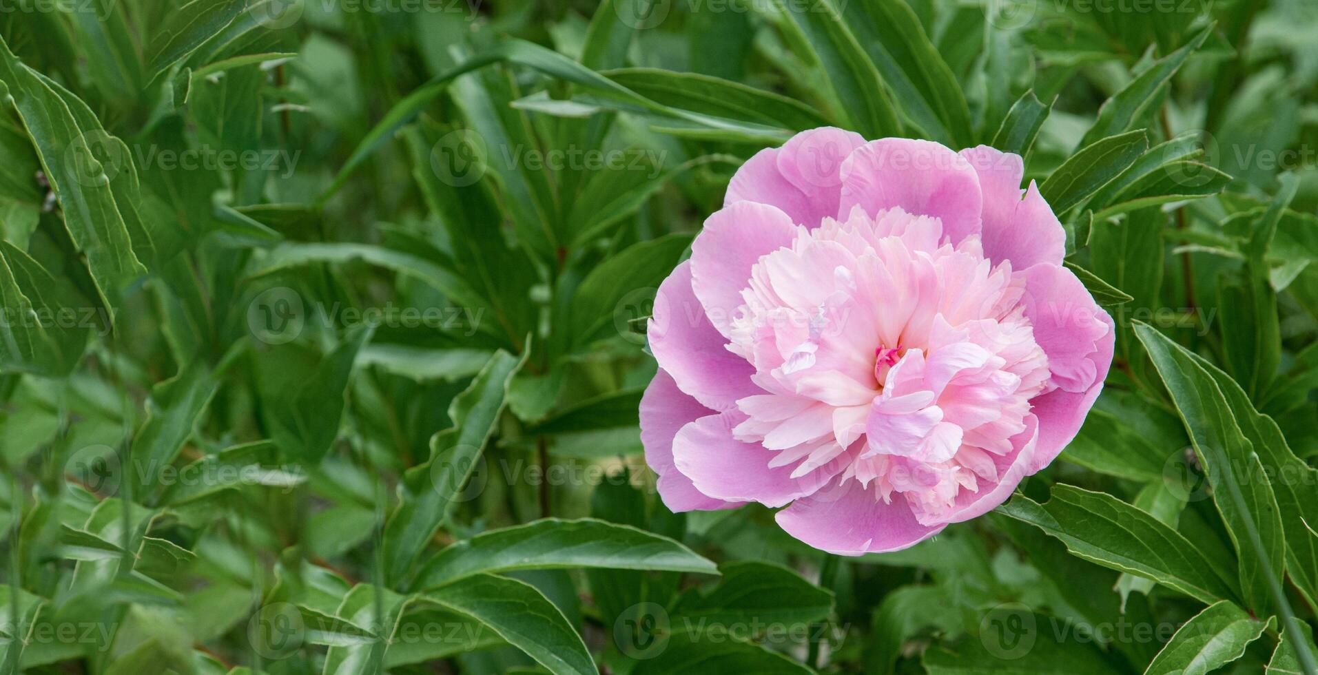 Pink peony green background. Summer flower. Bud with petals. Floral nature. photo