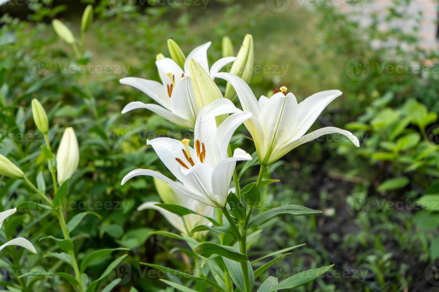 White lily flowers. Bud in the garden. Grow a bush of lilies. Petals, bud and leaves of a flower. Nature background. Summer flowers. photo