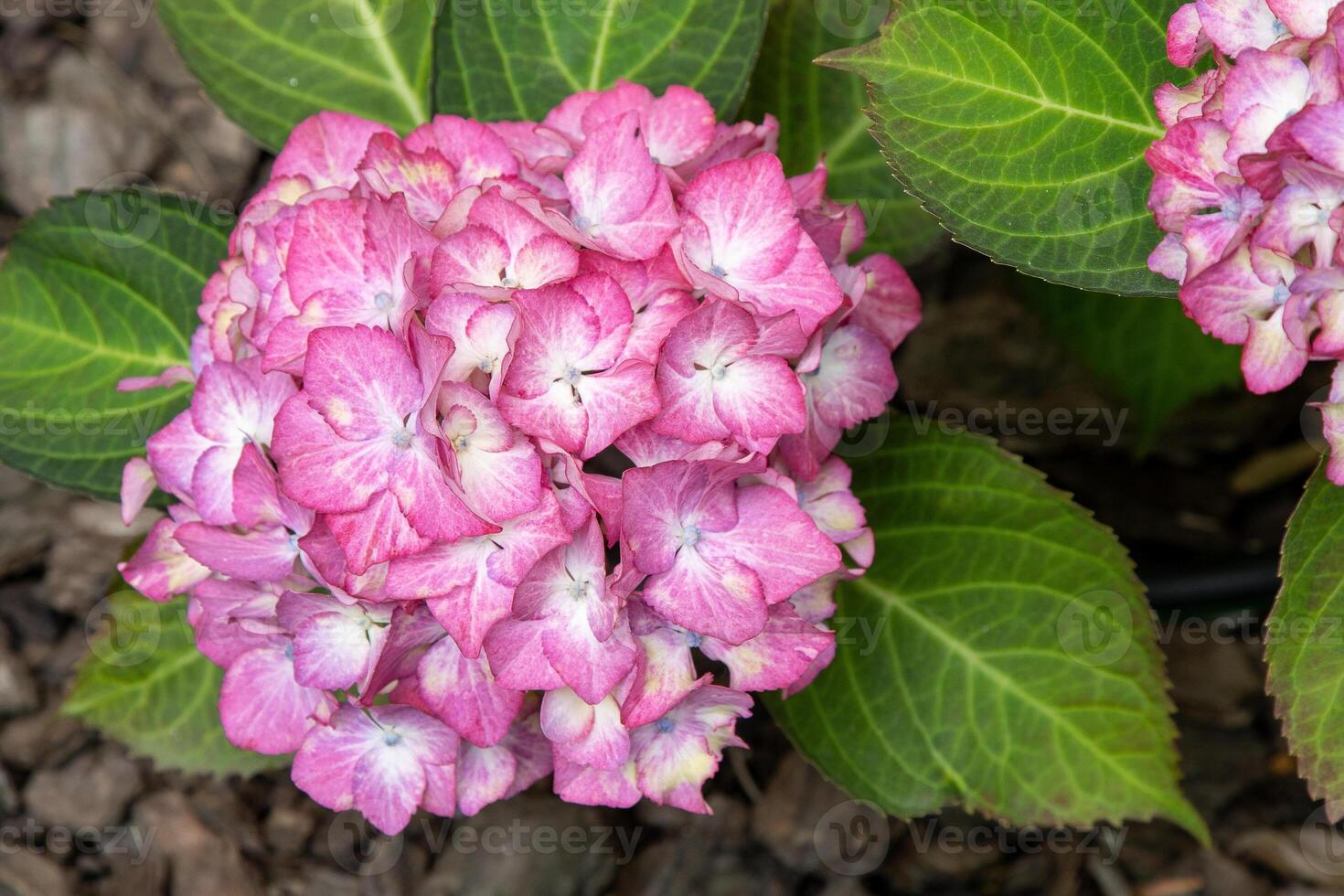 Pink hydrangea flowers in the garden. Bud close up. Grow a summer flower hortensia. Flora petals background photo