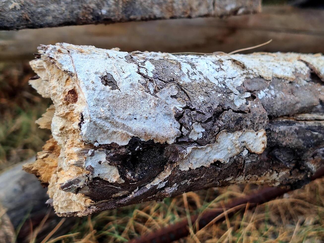 Macro of decayed bark on the grass. photo