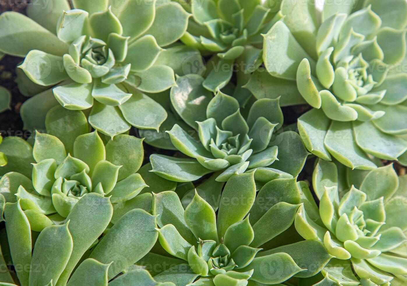 Flowers name Echeveria Hyalina. The succulent plant is a type of cactus. Green nature foliage background. photo