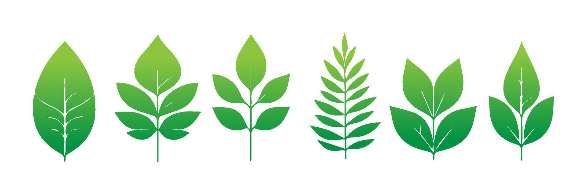 Green leaf icons set. Leaves icon on isolated background. Collection green leaf. Elements design for natural, eco, vegan, bio labels vector