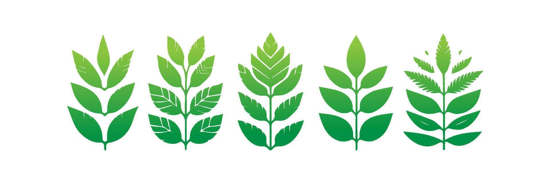 Green leaf icons set. Leaves icon on isolated background. Collection green leaf. Elements design for natural, eco, vegan, bio labels vector