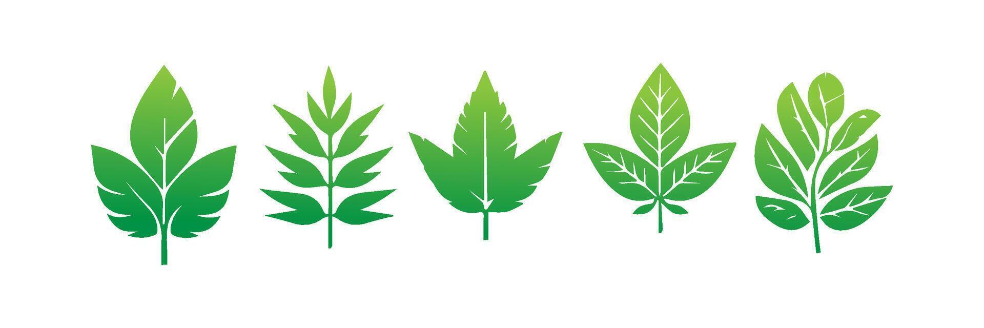 Green leaf icons set. Leaves icon on isolated background. Collection green leaf. Elements design for natural, eco, vegan, bio labels vector