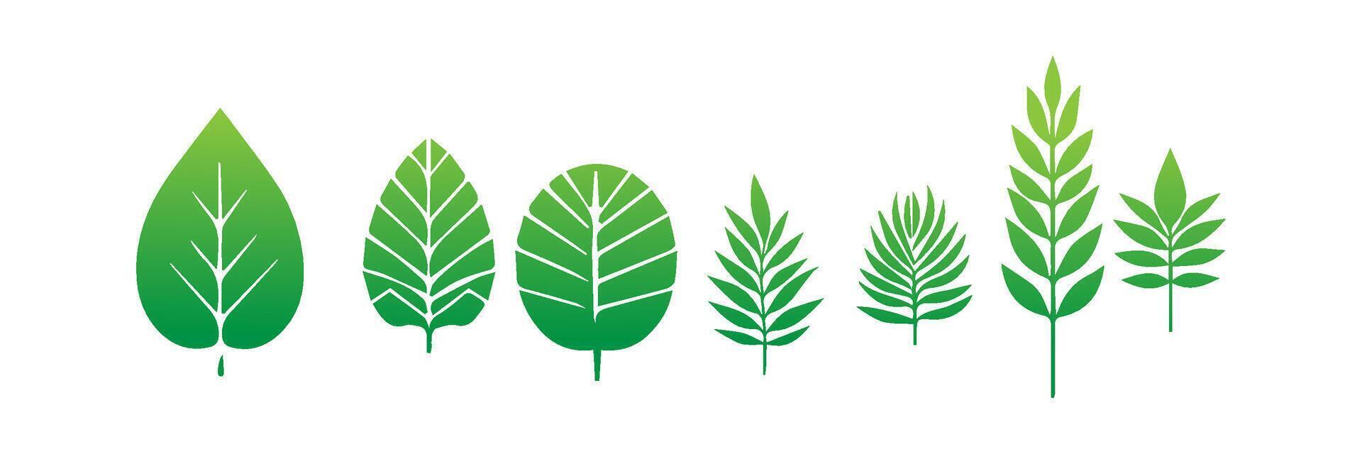Green leaf icons set. Leaves icon on isolated background. Collection green leaf. Elements design for natural, eco, vegan, bio labels vector