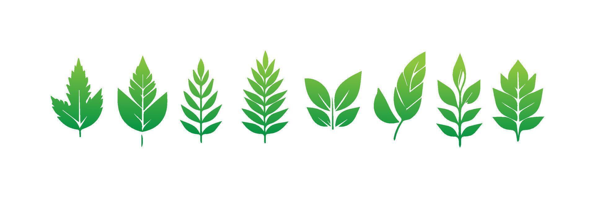Green leaf icons set. Leaves icon on isolated background. Collection green leaf. Elements design for natural, eco, vegan, bio labels vector