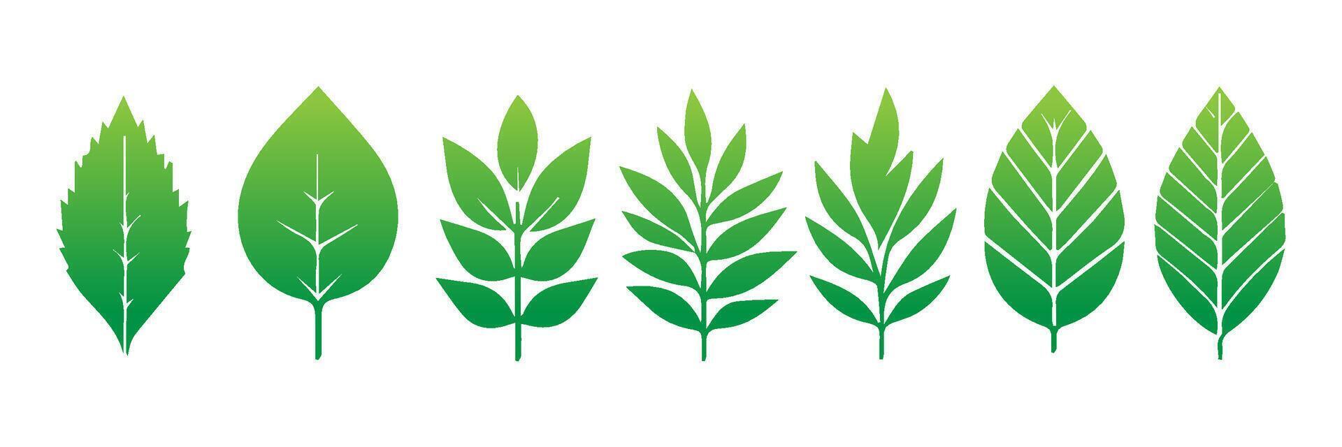Green leaf icons set. Leaves icon on isolated background. Collection green leaf. Elements design for natural, eco, vegan, bio labels vector