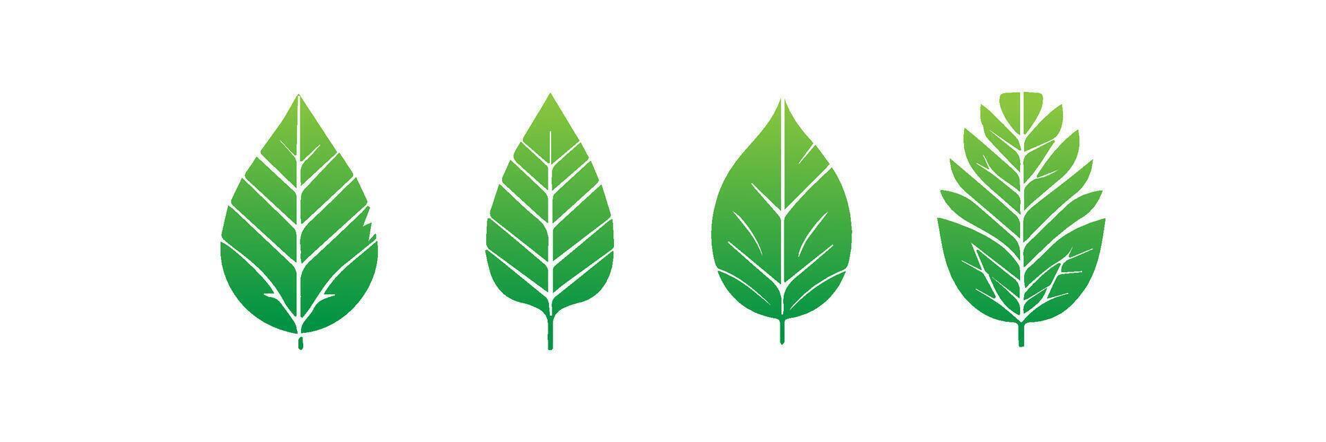Green leaf icons set. Leaves icon on isolated background. Collection green leaf. Elements design for natural, eco, vegan, bio labels vector